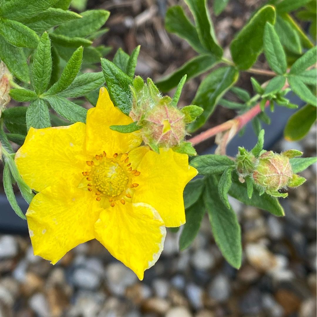 Potentilla Fruticosa Goldfinger - View 14 from www redcrocus com