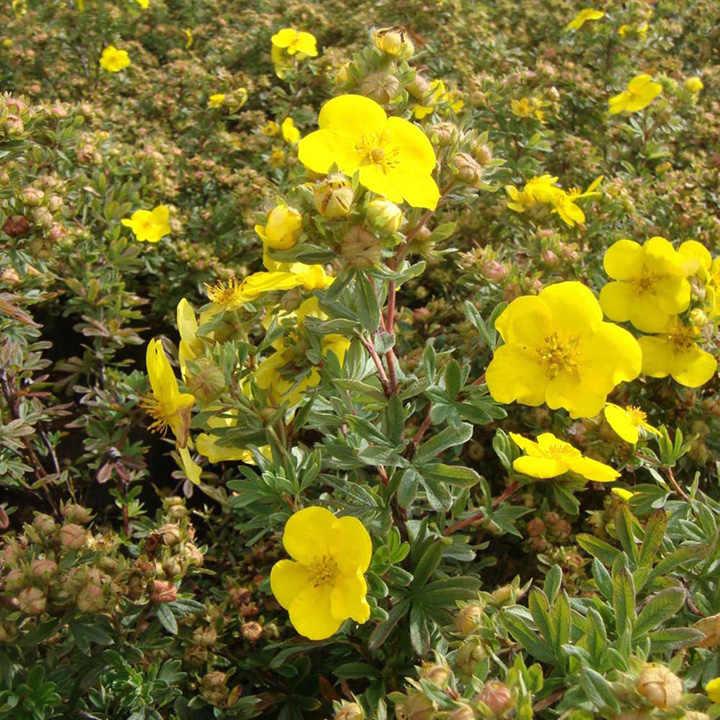 Potentilla Fruticosa Goldfinger - View 15 from www redcrocus com
