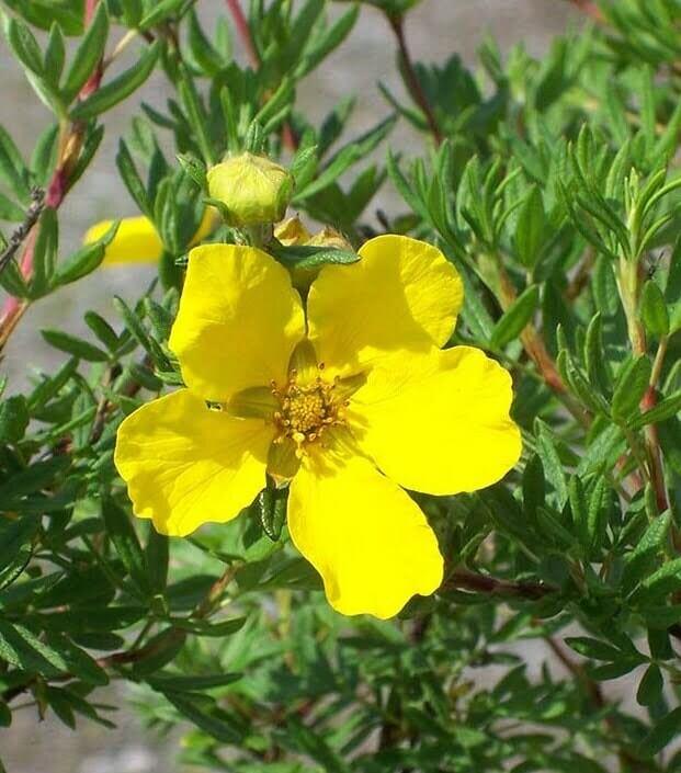 Potentilla Fruticosa Goldfinger - View 16 from www redcrocus com