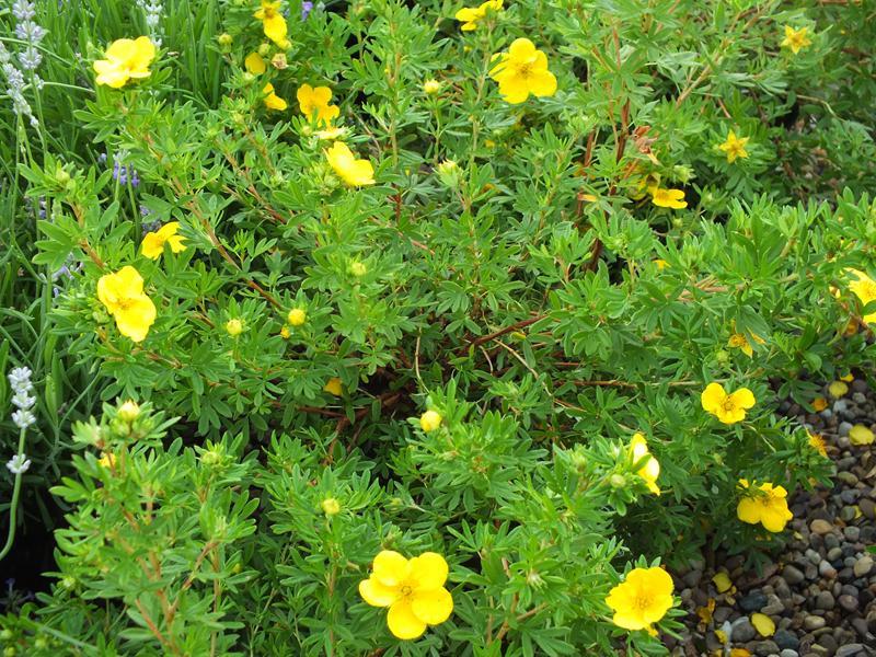 Potentilla Fruticosa Goldfinger - View 17 from www redcrocus com