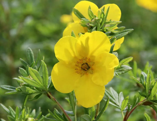 Potentilla Fruticosa Goldfinger - View 1 from www redcrocus com