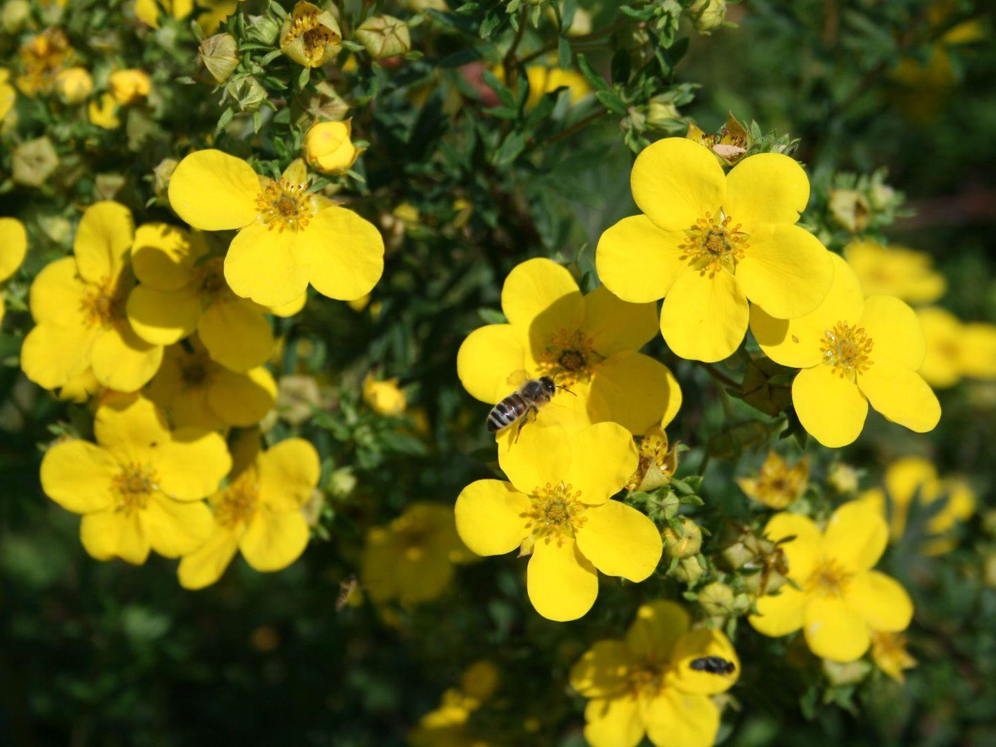 Potentilla Fruticosa Goldfinger - View 2 from www redcrocus com