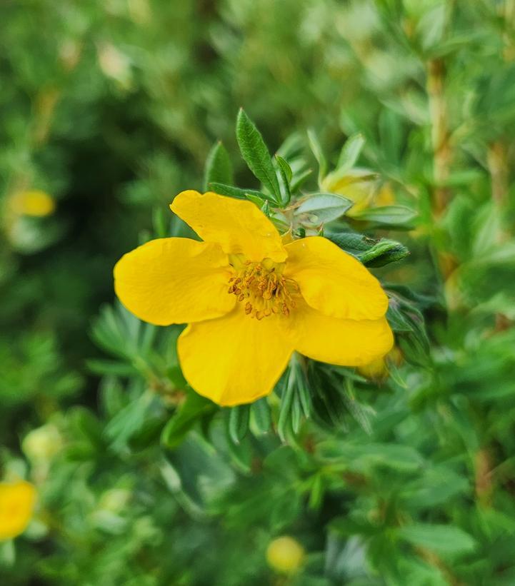 Potentilla Fruticosa Goldfinger - View 3 from www redcrocus com