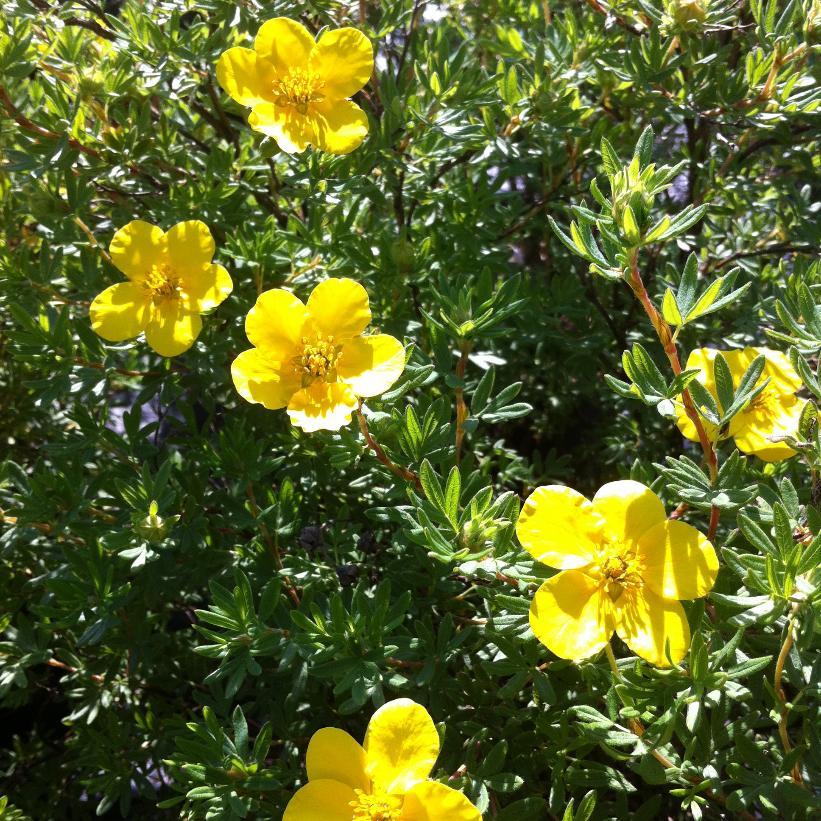 Potentilla Fruticosa Goldfinger - View 4 from www redcrocus com