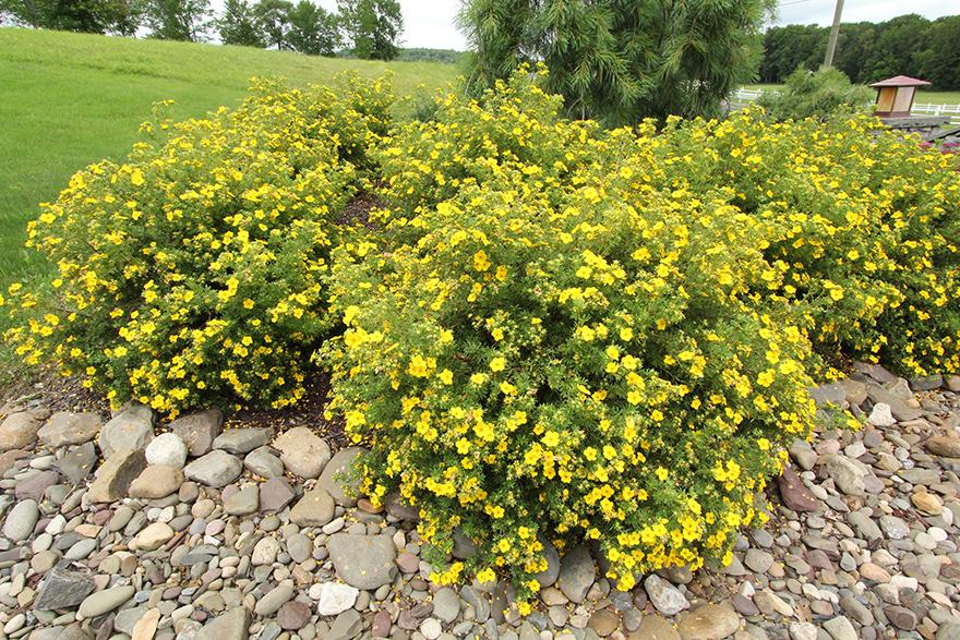 Potentilla Fruticosa Goldfinger - View 5 from www redcrocus com