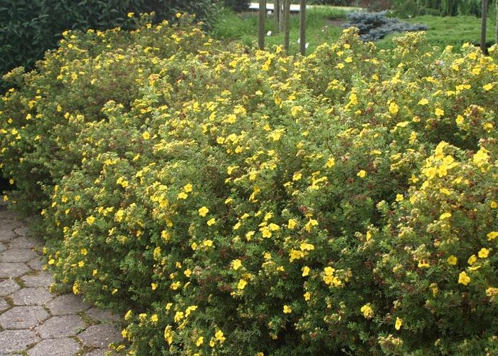 Potentilla Fruticosa Goldfinger - View 7 from www redcrocus com