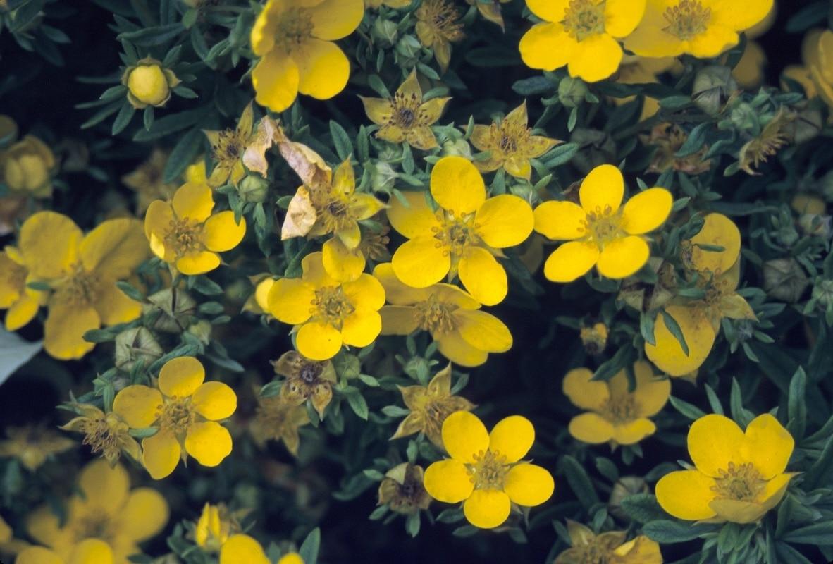 Potentilla Fruticosa Goldfinger - View 8 from www redcrocus com