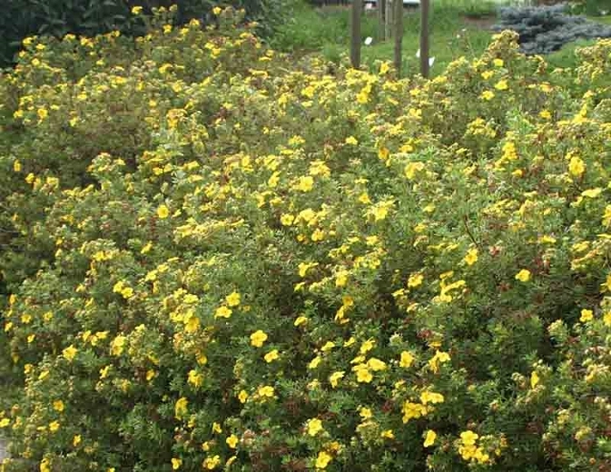 Potentilla Fruticosa Goldfinger - View 8 from www redcrocus com