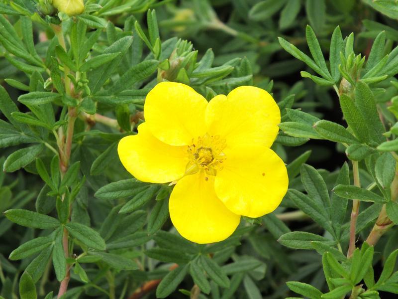 Potentilla Fruticosa Goldfinger - View 9 from www redcrocus com