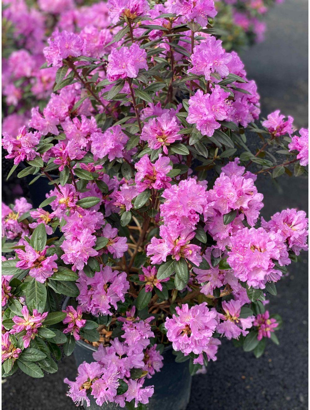 Rhododendron Pjm - View 10 from www redcrocus com