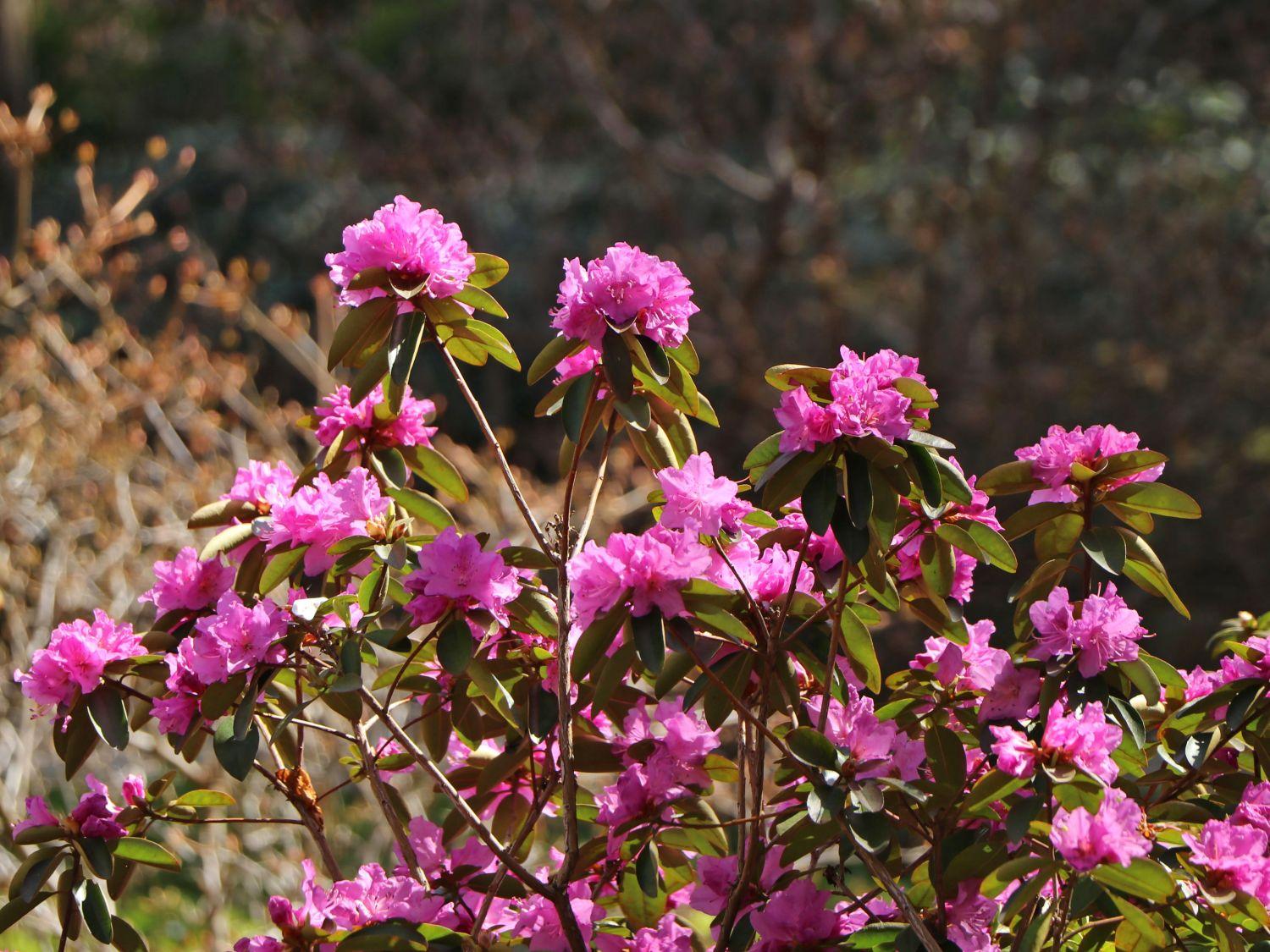 Rhododendron Pjm - View 14 from www redcrocus com