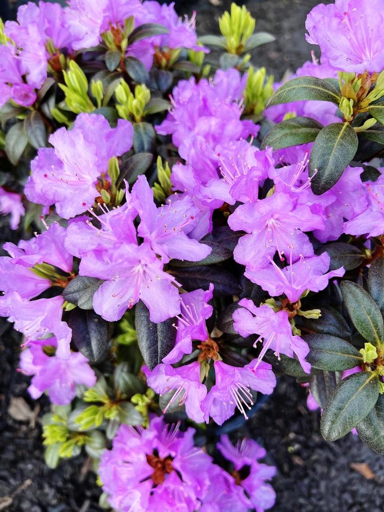Rhododendron Pjm - View 17 from www redcrocus com