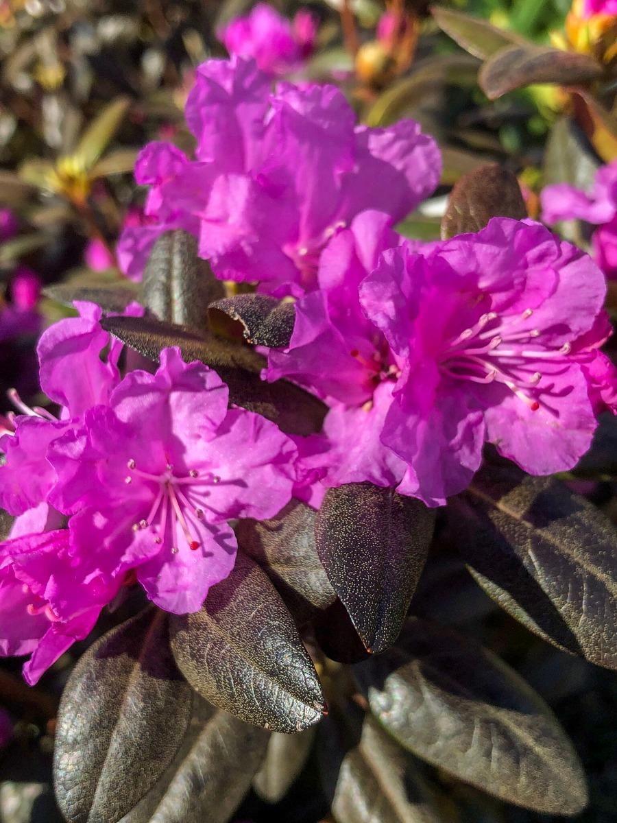 Rhododendron Pjm - View 7 from www redcrocus com