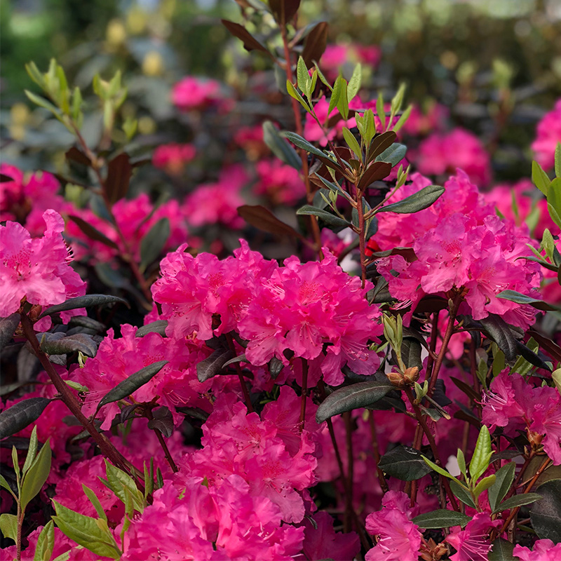 Rhododendron Pjm - View 7 from www redcrocus com