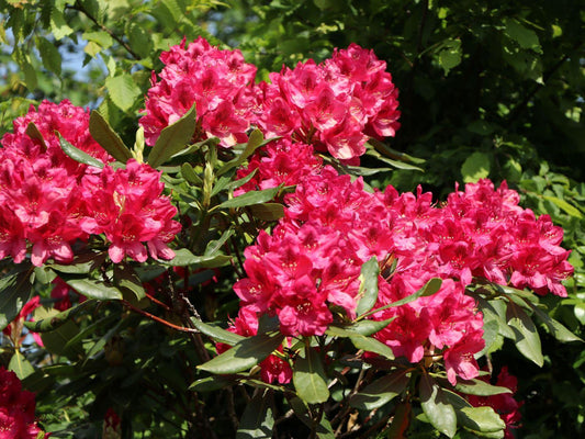Rhododendron Nova Zembla - View 1 from www redcrocus com