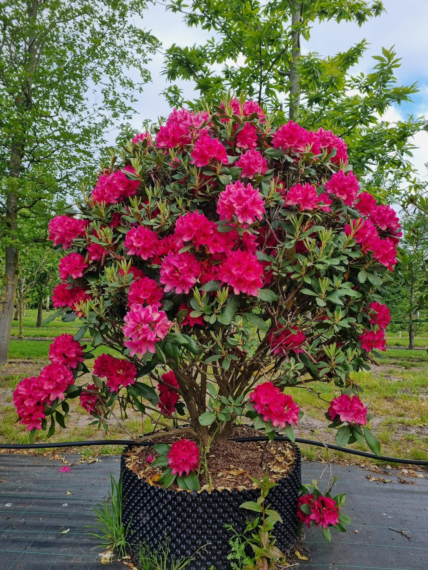 Rhododendron Nova Zembla - View 20 from www redcrocus com