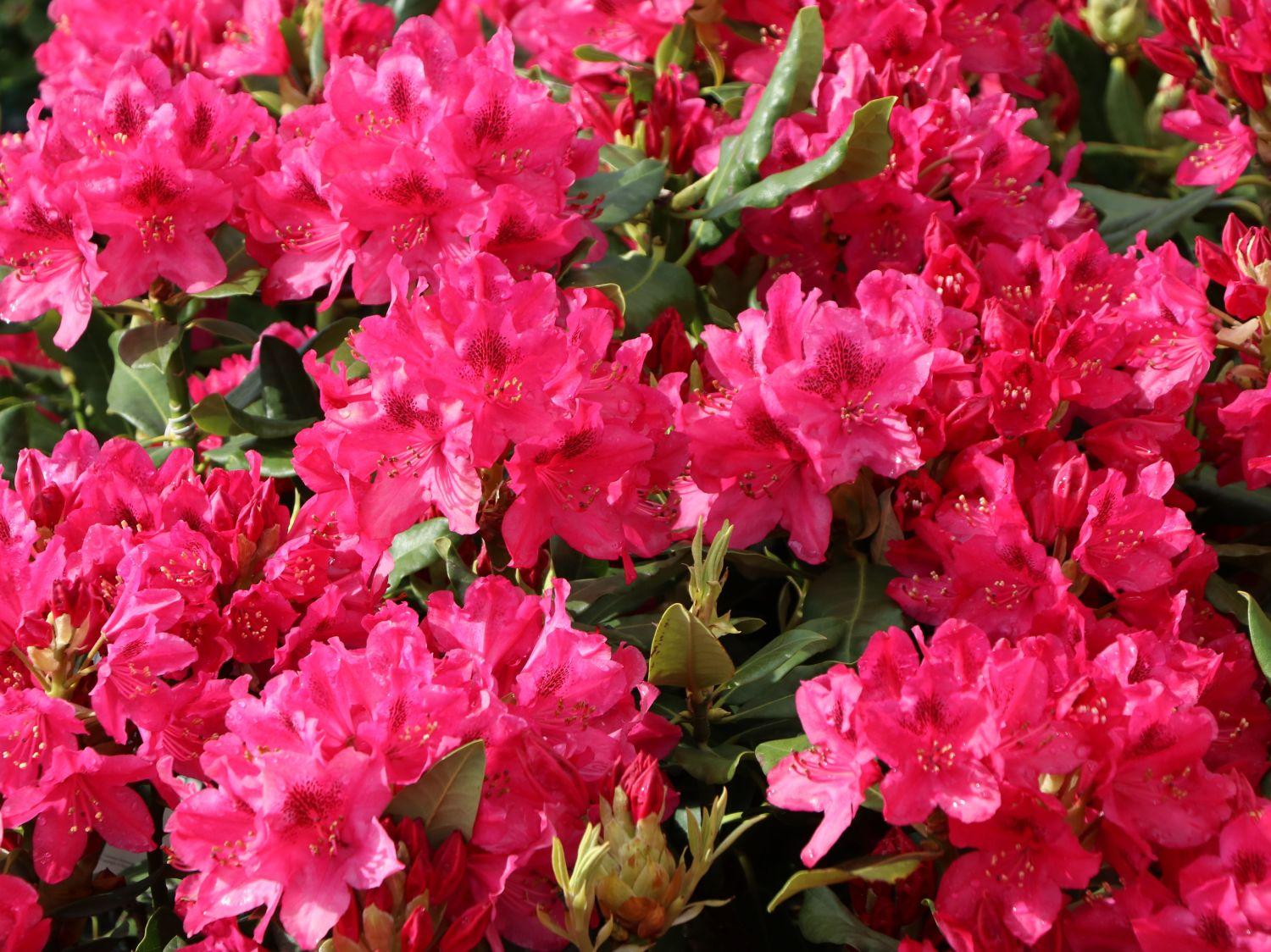 Rhododendron Nova Zembla - View 2 from www redcrocus com