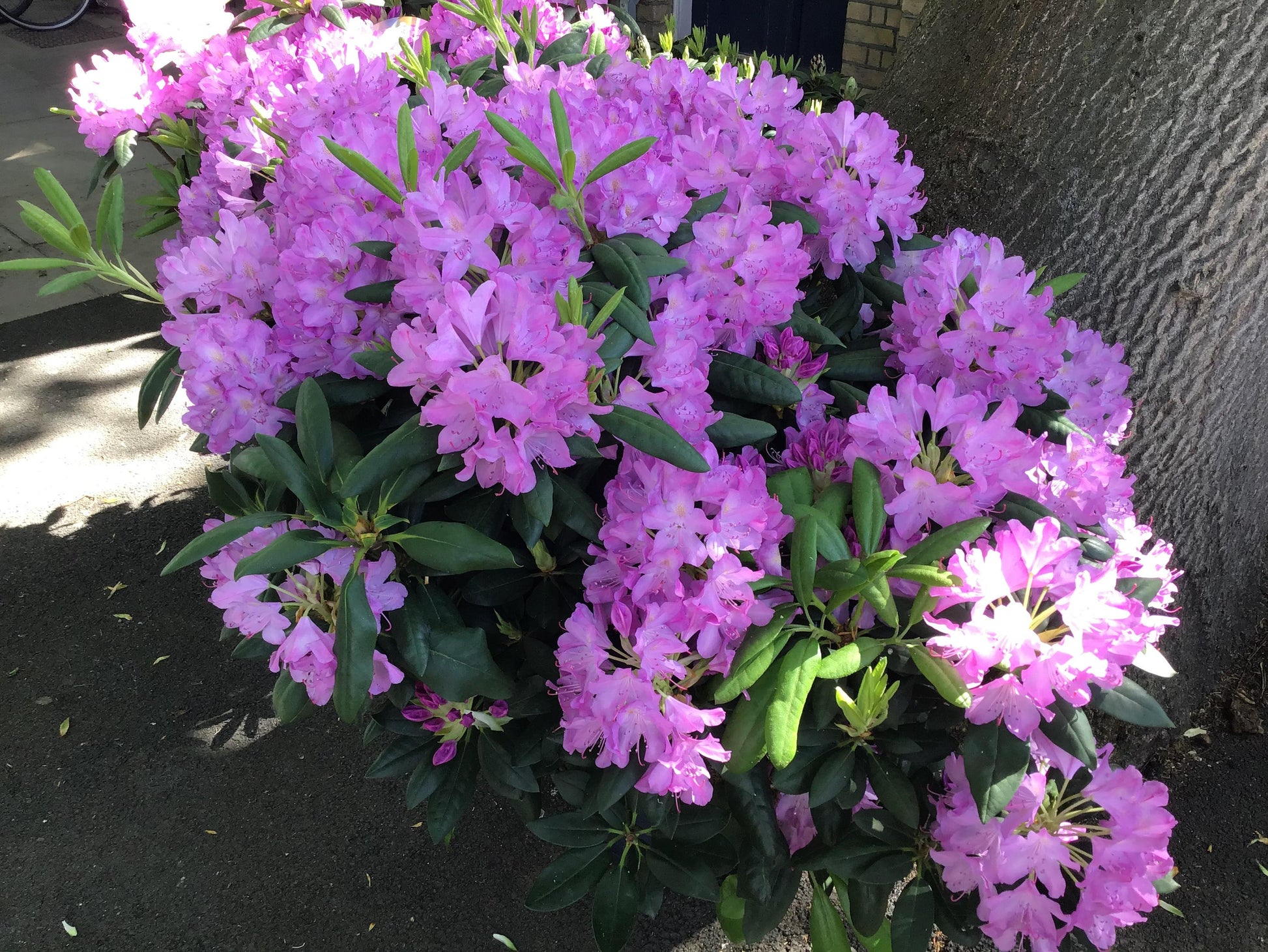 Rhododendron Roseum Elegans - View 12 from www redcrocus com