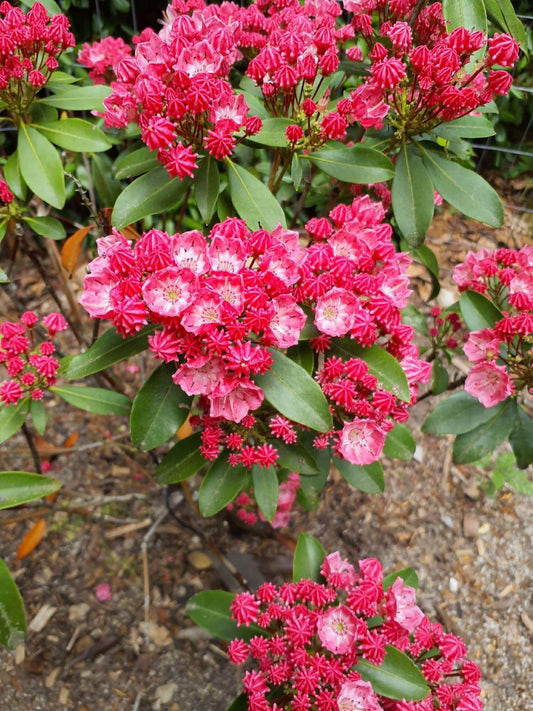 Kalmia Latifolia Sarah - View 1 from www redcrocus com