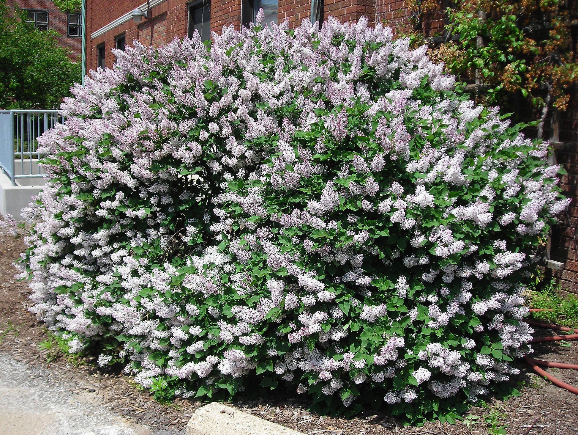 Syringa Patula Miss Kim - View 2 from www redcrocus com