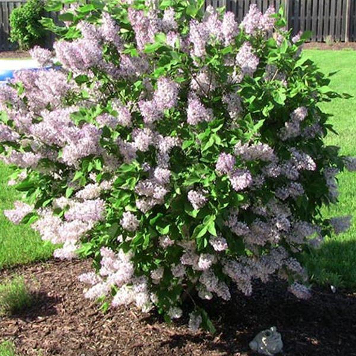 Syringa Patula Miss Kim - View 3 from www redcrocus com