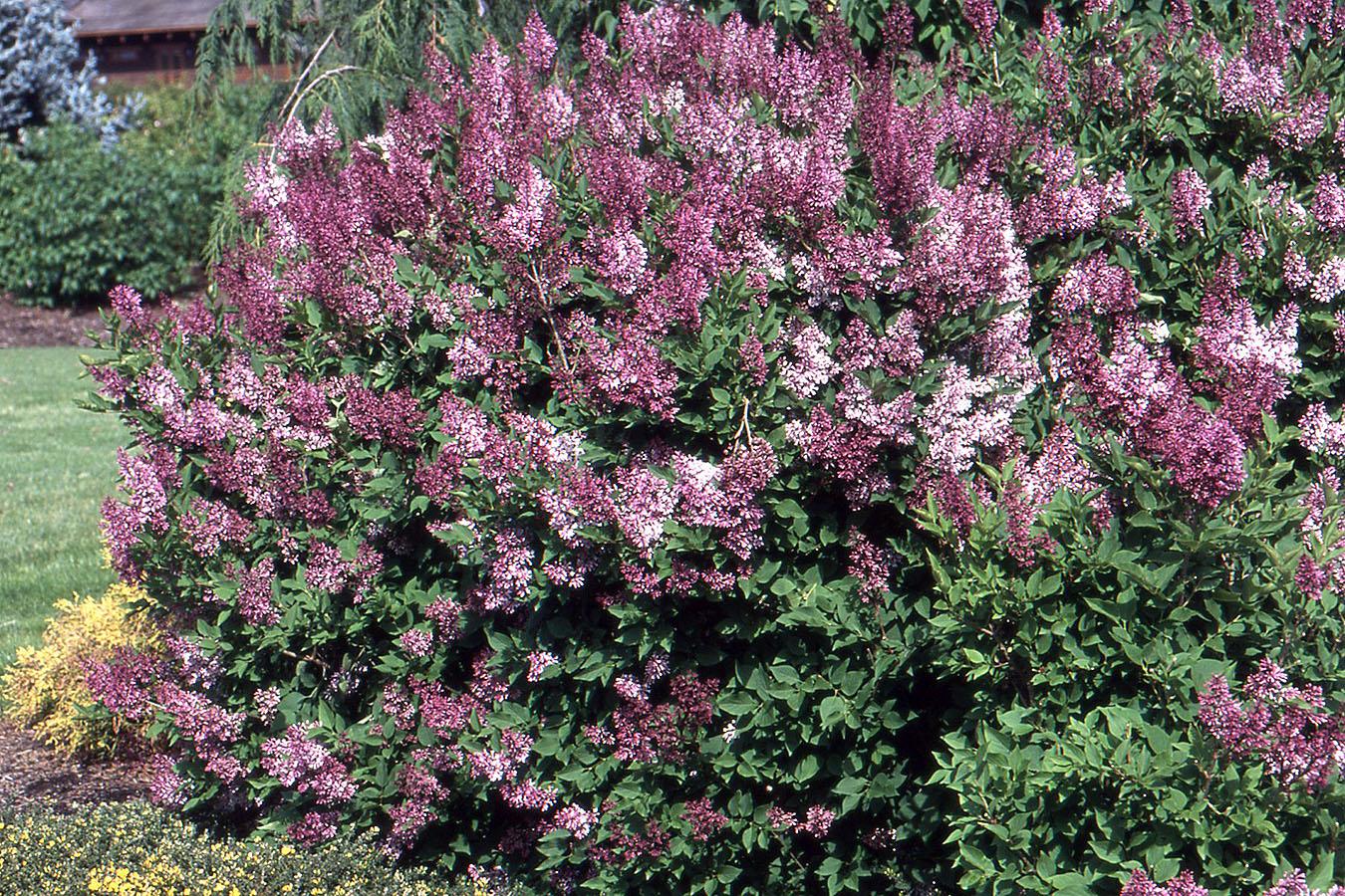 Syringa Patula Miss Kim - View 9 from www redcrocus com
