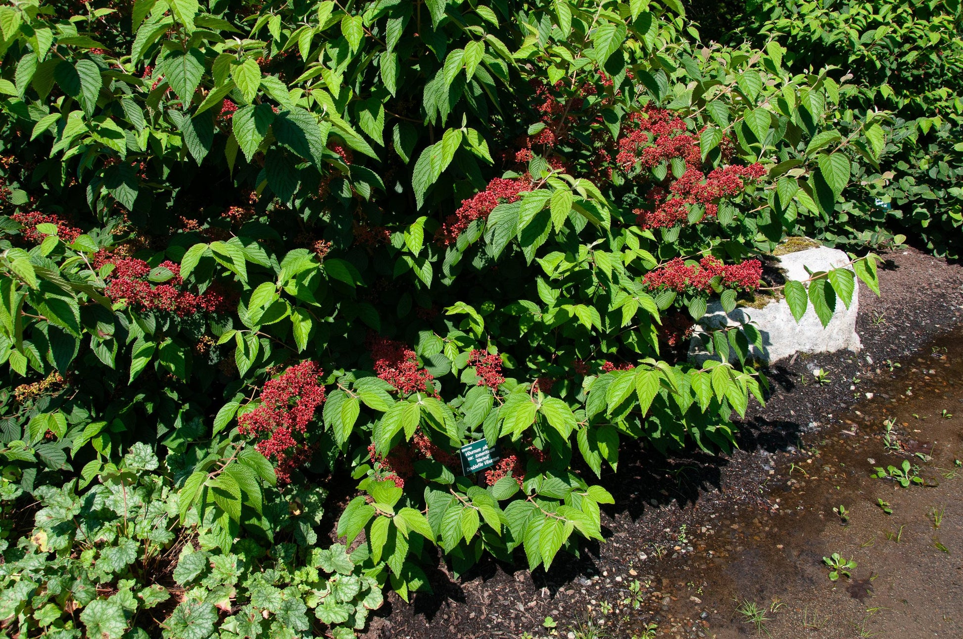 Viburnum Plicatum Var  Tomentosum Mariesii - View 10 from www redcrocus com