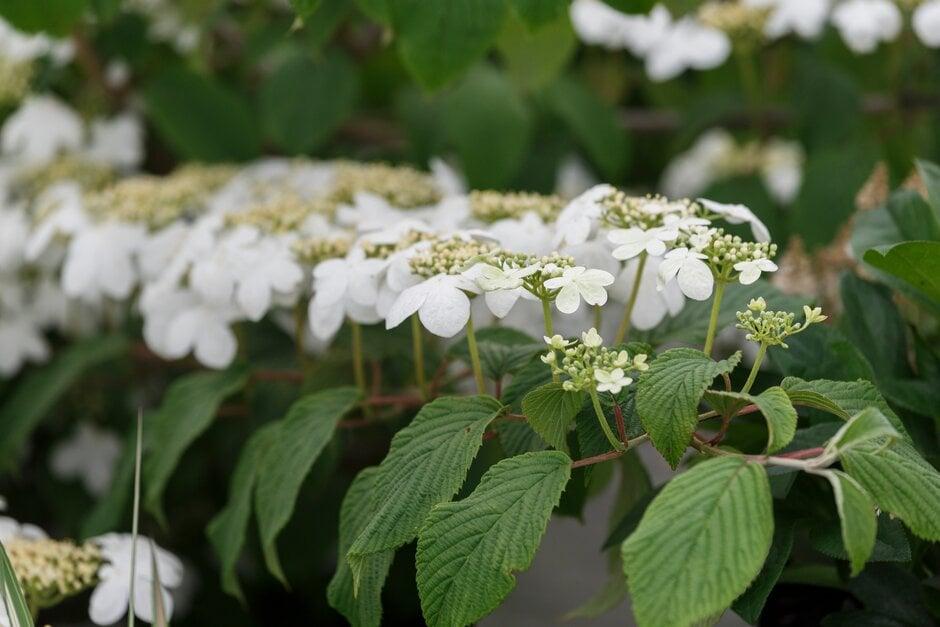 Viburnum Plicatum Var  Tomentosum Mariesii - View 16 from www redcrocus com
