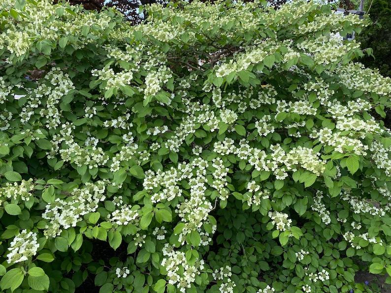 Viburnum Plicatum Var  Tomentosum Mariesii - View 18 from www redcrocus com