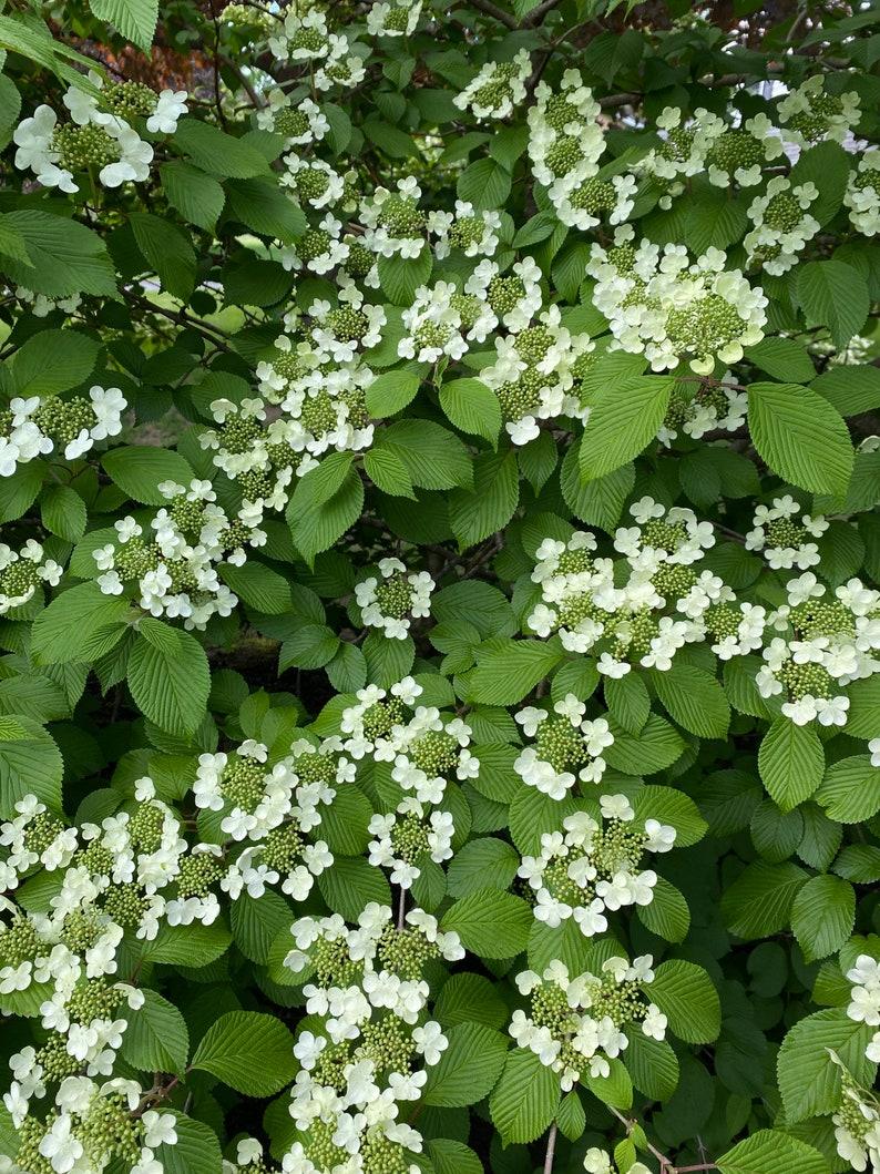 Viburnum Plicatum Var  Tomentosum Mariesii - View 3 from www redcrocus com