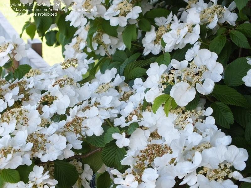 Viburnum Plicatum Var  Tomentosum Mariesii - View 6 from www redcrocus com