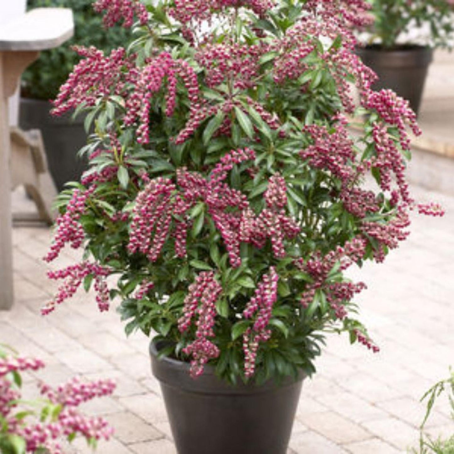 Pieris Japonica Cavatine - View 13 from www redcrocus com