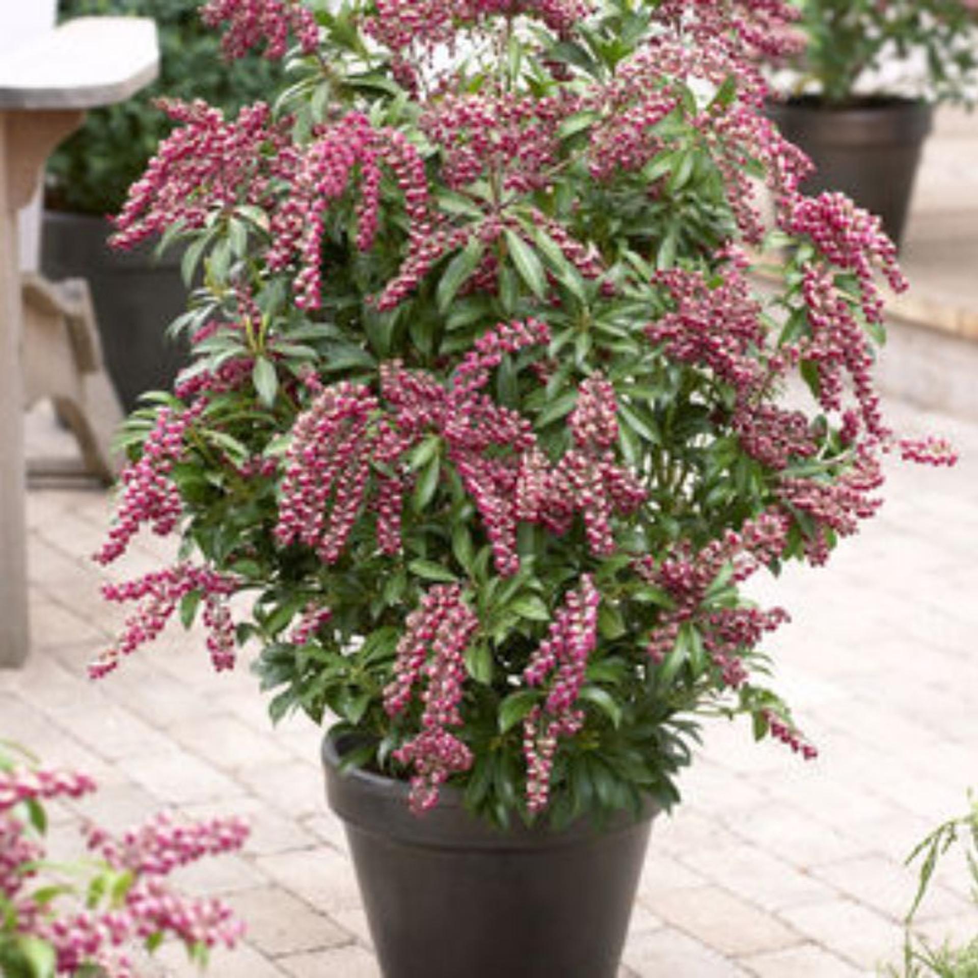 Pieris Japonica Cavatine - View 13 from www redcrocus com
