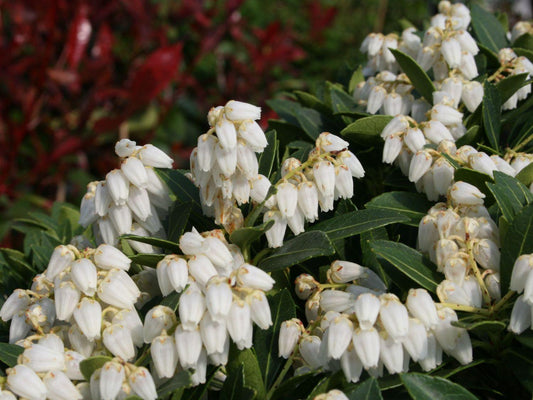 Pieris Japonica Cavatine - View 1 from www redcrocus com