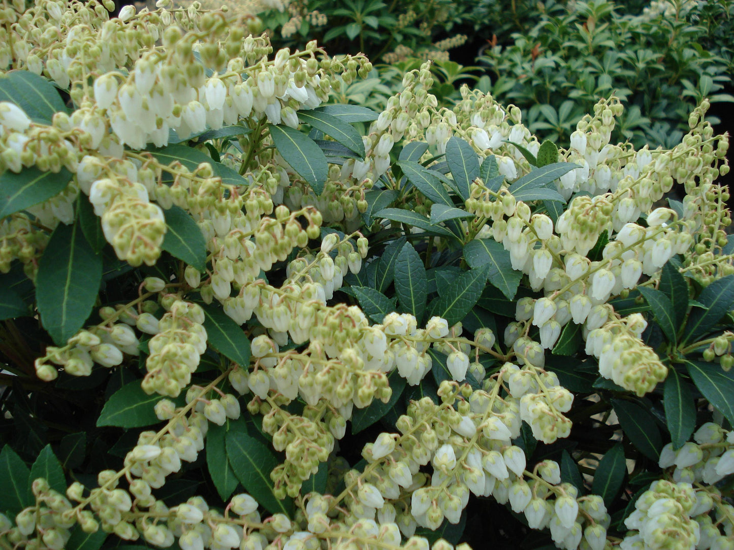 Pieris Japonica Cavatine - View 20 from www redcrocus com