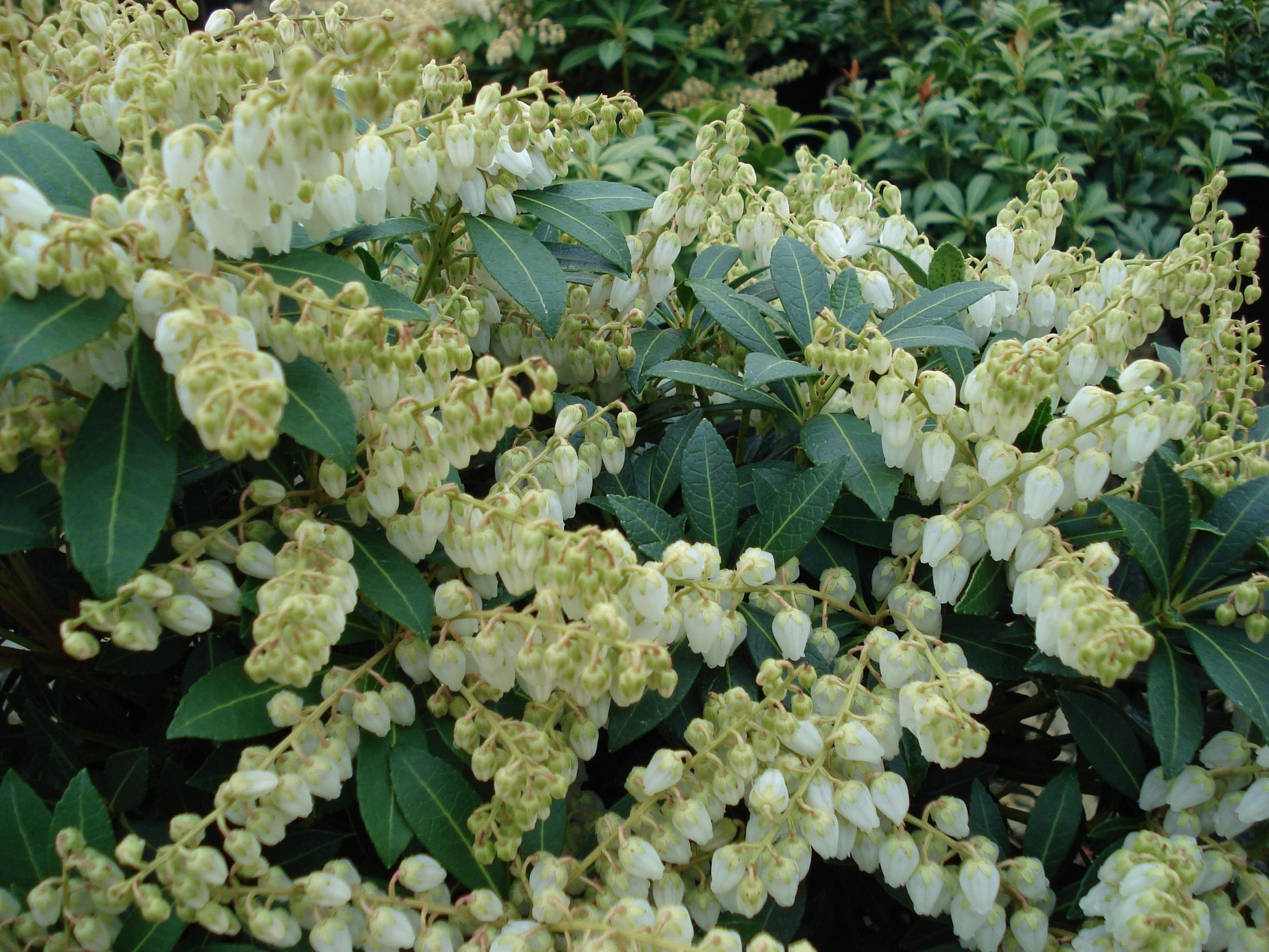 Pieris Japonica Cavatine - View 20 from www redcrocus com