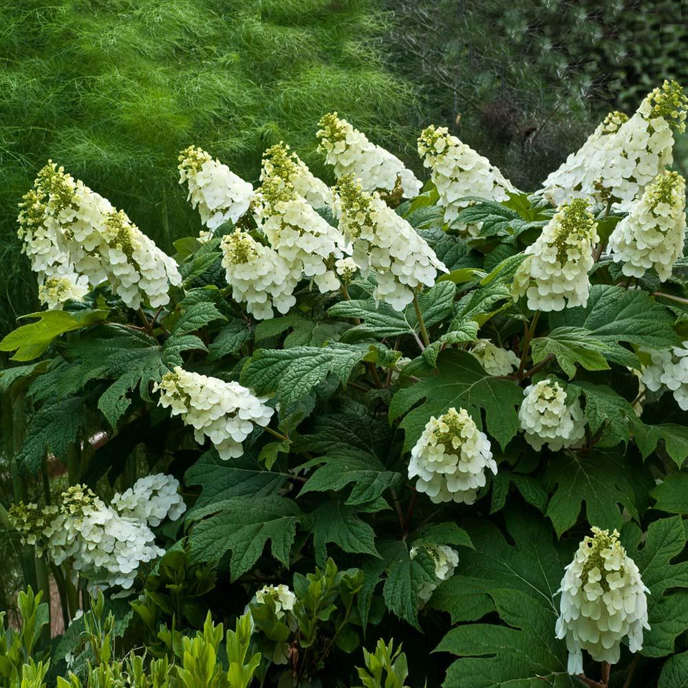 Hydrangea Quercifolia Alice - View 18 from www redcrocus com