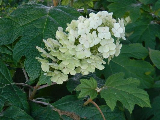 Hydrangea Quercifolia Alice - View 1 from www redcrocus com