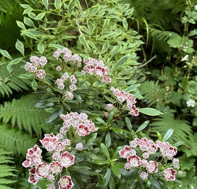 Kalmia Latifolia 'elf' - View 14 from www redcrocus com