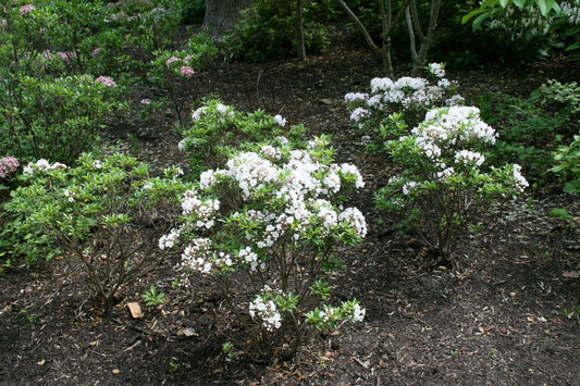 Kalmia Latifolia 'elf' - View 1 from www redcrocus com