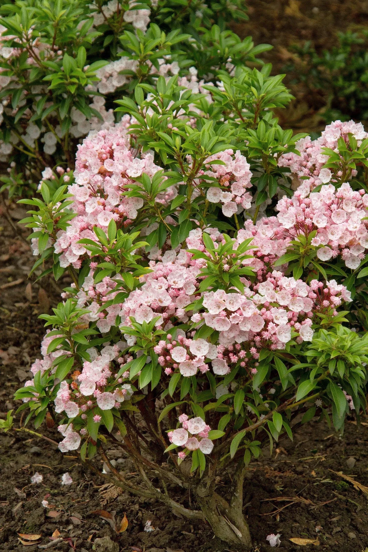 Kalmia Latifolia 'elf' - View 2 from www redcrocus com