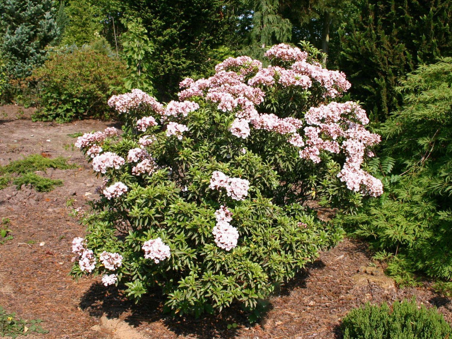 Kalmia Latifolia 'elf' - View 2 from www redcrocus com