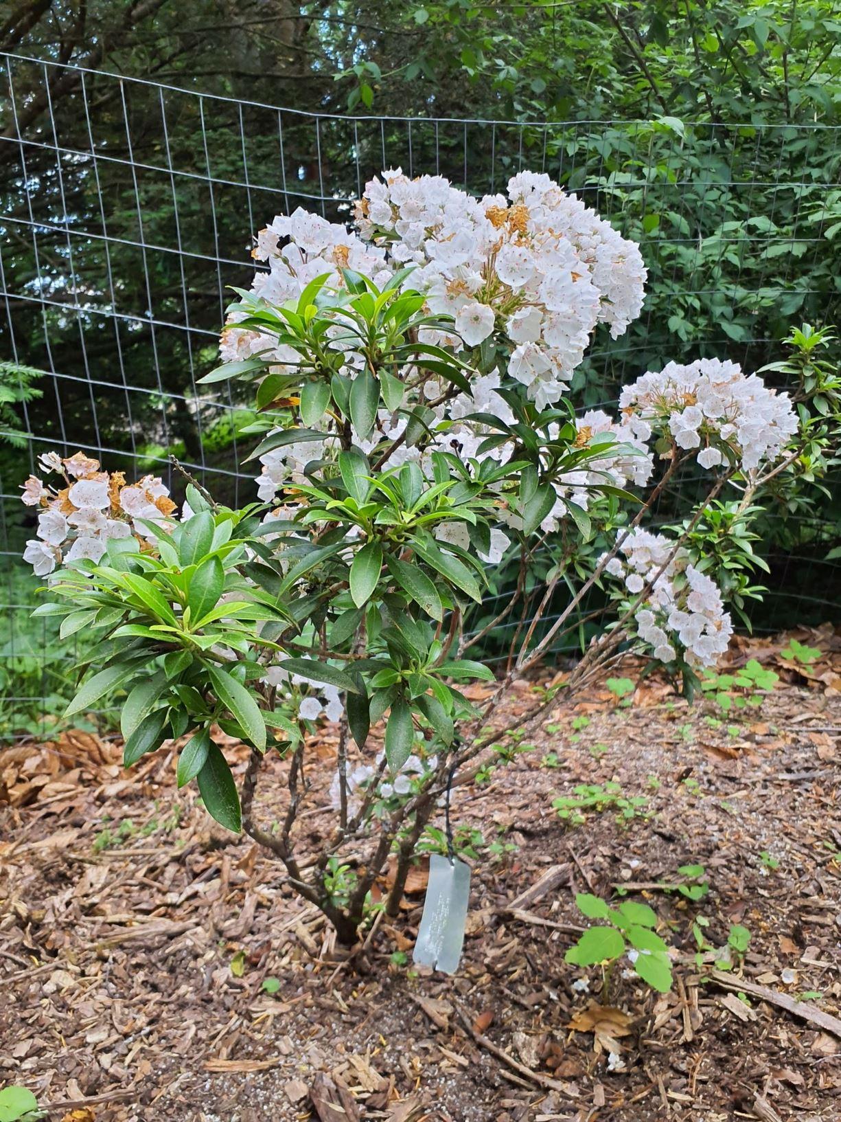 Kalmia Latifolia 'elf' - View 4 from www redcrocus com