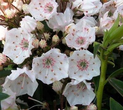 Kalmia Latifolia 'elf' - View 6 from www redcrocus com