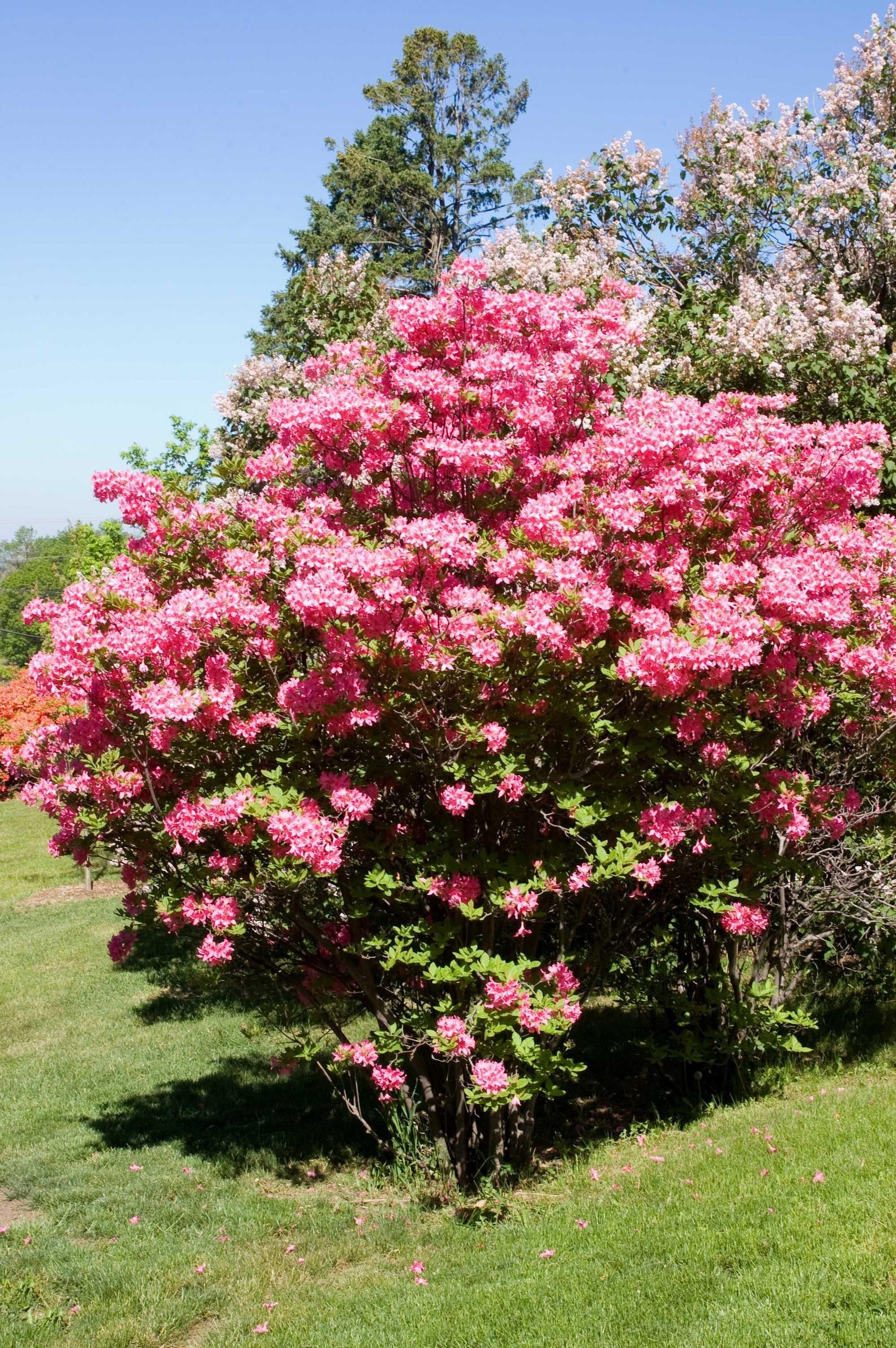 Azalea Rosy Lights - View 10 from www redcrocus com