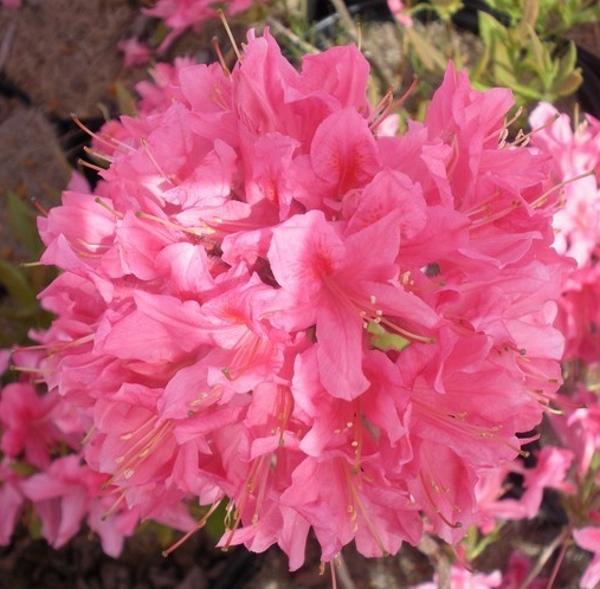 Azalea Rosy Lights - View 14 from www redcrocus com
