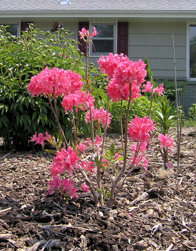 Azalea Rosy Lights - View 15 from www redcrocus com