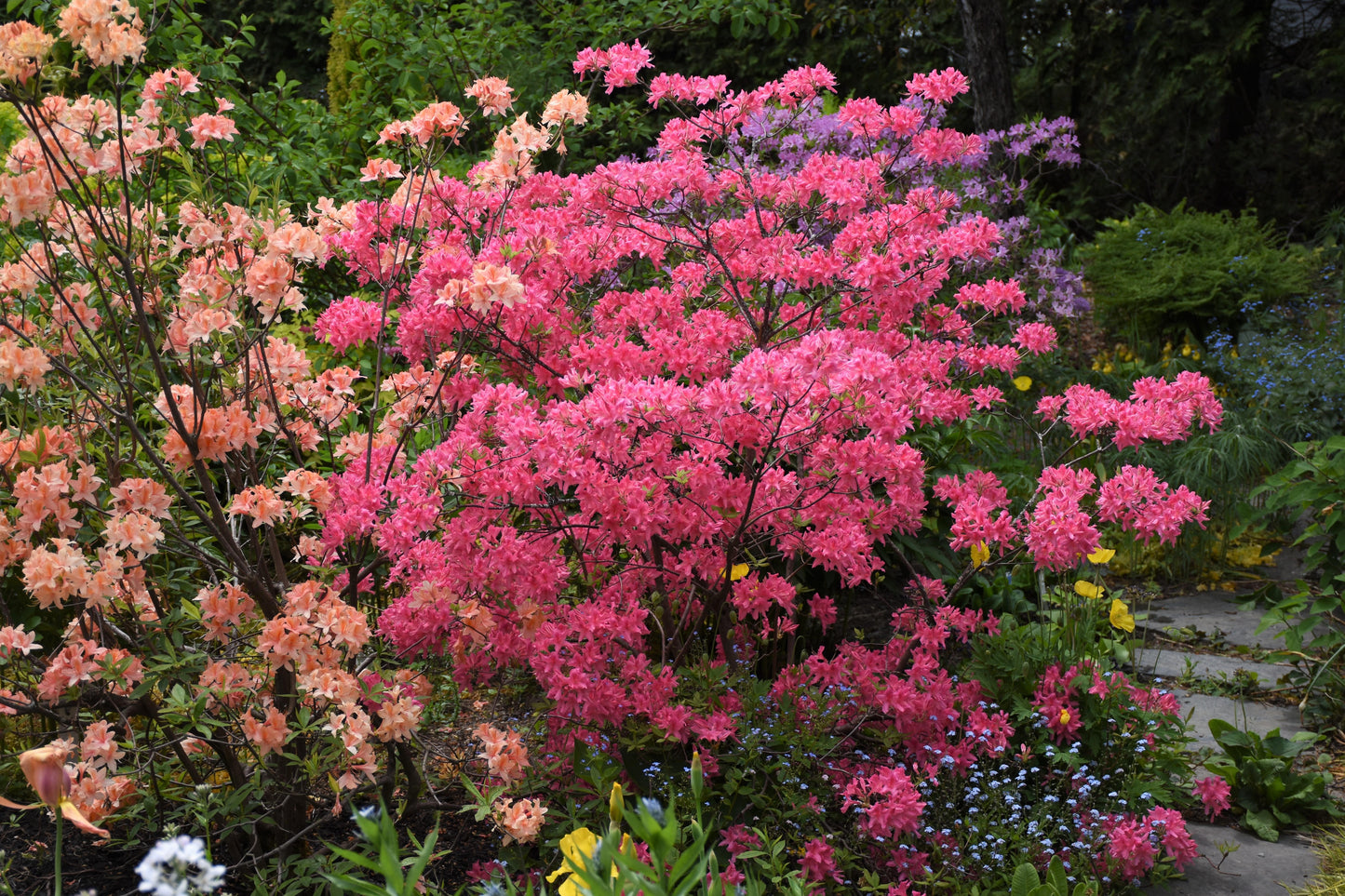 Azalea Rosy Lights - View 16 from www redcrocus com