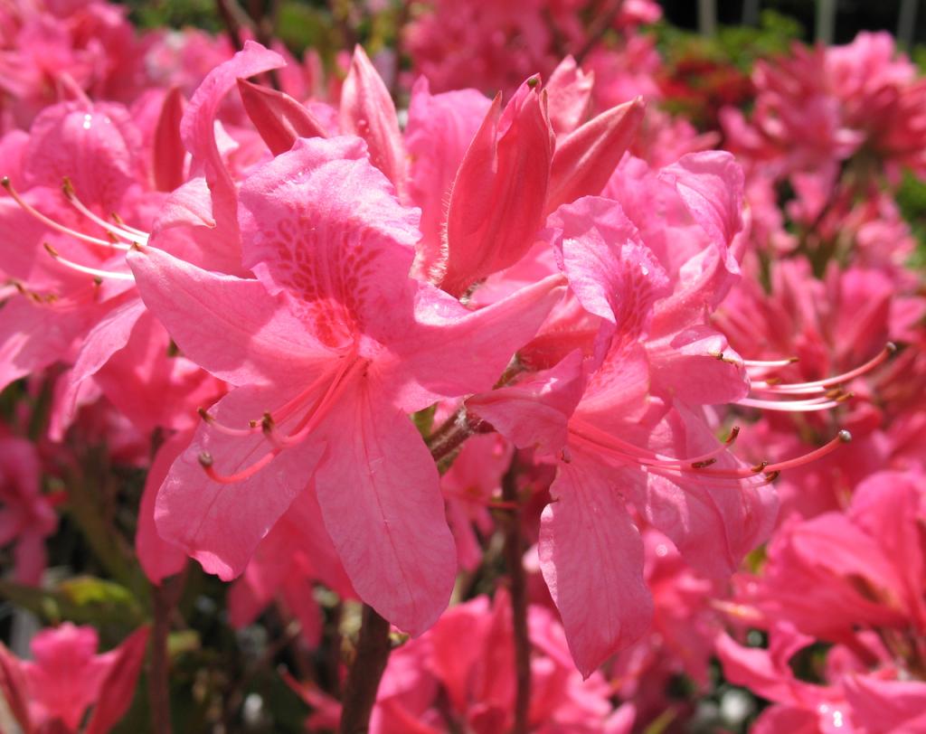 Azalea Rosy Lights - View 18 from www redcrocus com