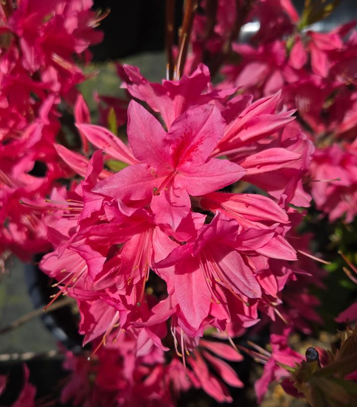 Azalea Rosy Lights - View 19 from www redcrocus com